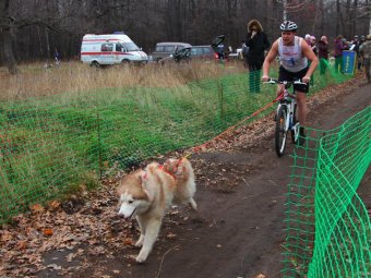 На Кумысной поляне соревновались в гонках на велосипедах с ездовыми собаками