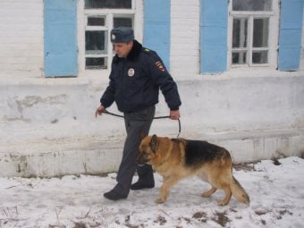 Жителя села Урицкое, ограбившего свою соседку, разыскали полицейский-кинолог и его собака по кличке ОМОН