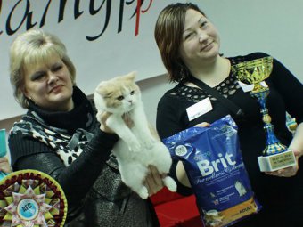 Клуб любителей кошек организовал международную выставку питомцев