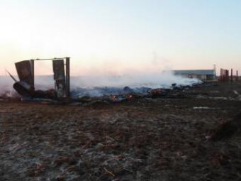 На пожаре в Александрово-Гайском районе погибли десятки коров