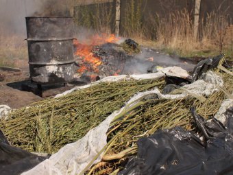 Сотрудники УФСКН сожгли более 20 килограммов наркотиков