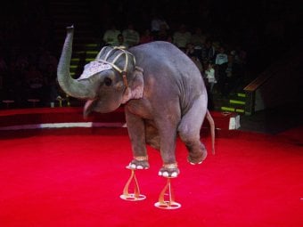 Саратовцам покажут слонов-эквилибристов