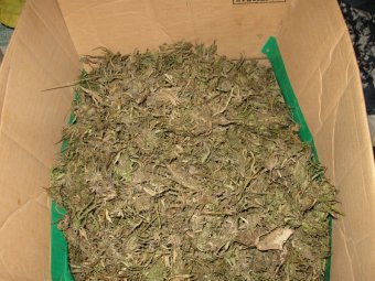 За две недели наркополицейские изъяли в области более 6,5 килограммов марихуаны и около килограмма гашишного масла