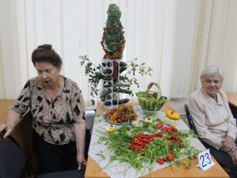 На выставке «Дары природы 2014» в Саратове была представлена гигантская декоративная капуста