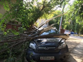 В Саратове упавшим деревом повредило машину