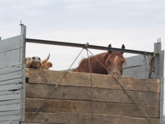 На границе с Волгоградской областью задержали грузовик с коровами и лошадьми без документов