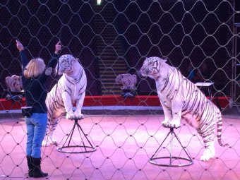На премьеру цирковой программы «Белые тигры» пригласили 1200 детей беженцев из Украины