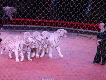 В цирке состоялась премьера программы «Белые тигры»