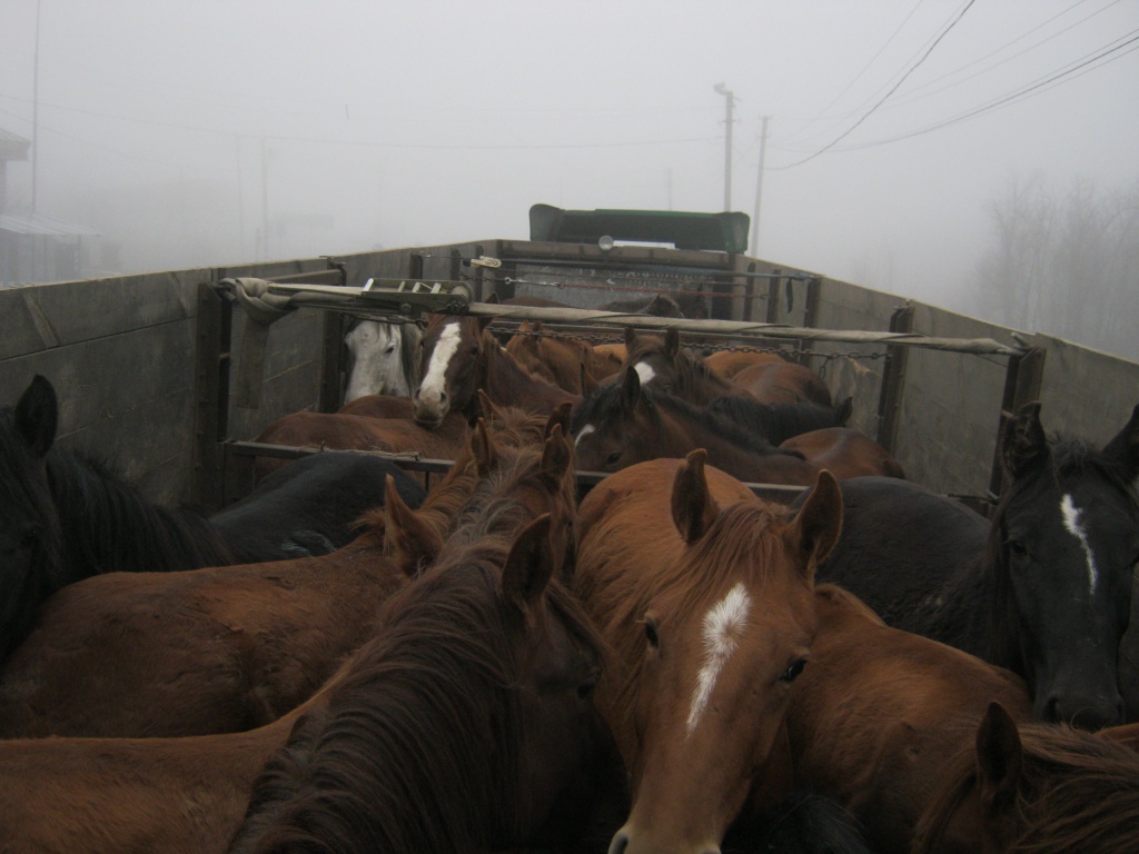 Сотрудники ГИБДД задержали под Красноармейском более трех десятков лошадей