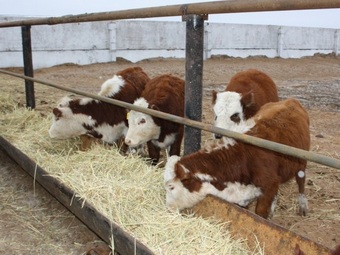 Валерий Радаев: «Регион не закрывает потребность населения в мясе крупного рогатого скота»