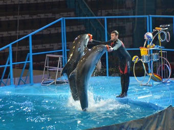 В Саратове состоялась генеральная репетиция новогоднего «Дельфин-шоу»