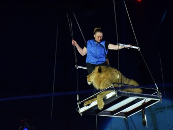 В Саратове зрители могут увидеть льва, летающего под куполом цирка