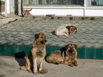 Олег Грищенко: «Борьбу с бродячими животными осложняли и разногласия горожан»