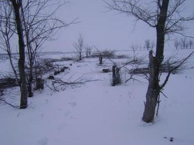 В Саратовской области жители соседнего региона вырубили лесополосу на дрова