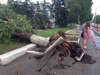 На улице Чернышевского ветром с корнем вырвало семь елей и тополь. Фото
