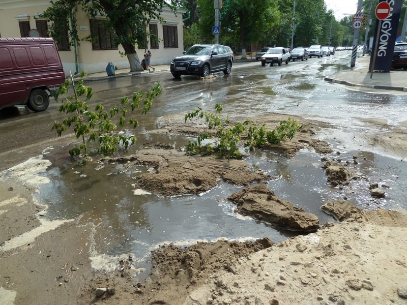 В Саратове из дорожной ямы выросло дерево