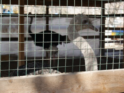 Окончательного решения о перевозке страусов из Саратова в зоопарк Аткарска пока не принято