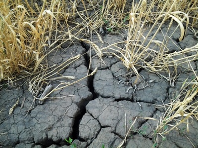 Губернатор утвердил режим ЧС по засухе в 31 районе области
