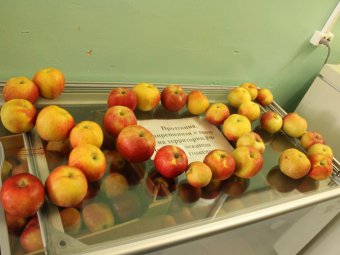 Генпрокуратура открыла горячую линию по санкционным продуктам