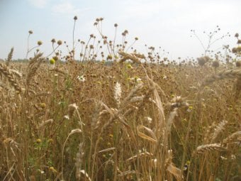 Саратовские фермеры попали в историю, не продав ни тонны зерна в интервенционный фонд