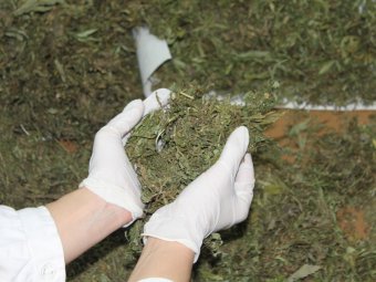 Суд отправил скупавшего марихуану саратовца на принудительное лечение