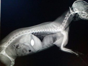 Саратовские ветеринары извлекли пуговицу из желудка йоркширского терьера