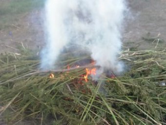 В Красном Куте уничтожили плантацию, на которой росло две тонны конопли