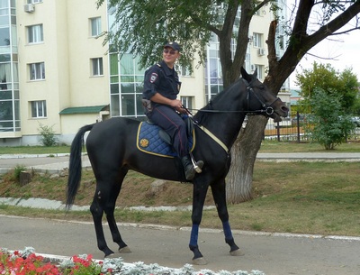 В Саратове конные полицейские задержали рецидивистов, обокравших пенсионера