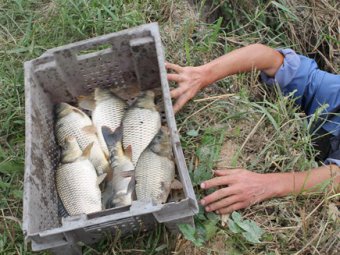 К 2018 году в Саратовской области планируется производить 10 тысяч тонн прудовой рыбы