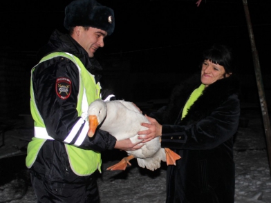 Бдительные полицейские поймали с поличным похитителя гуся
