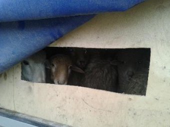 Инспекторы ДПС и ветеринар выдворили из области 55 баранов-«нелегалов»