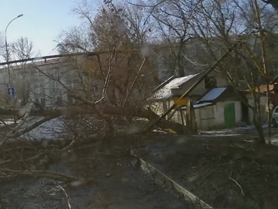 В Саратове дерево при падении разорвало газовую трубу и электропровода. Видео