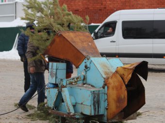 В Саратове проходит утилизация новогодних ёлок