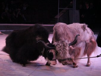 В саратовском цирке можно посмотреть на бои быков