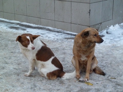 Саратовские ветеринары: «Бездомные собаки представляют физическую угрозу, сбиваясь в стаи и нападая на людей»