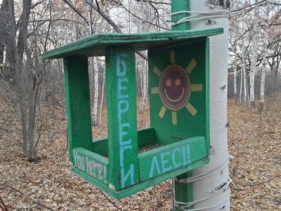 В регионе резко сократился уход за лесными культурами