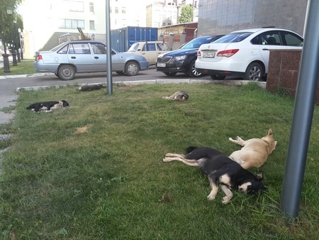 На отлов собак в Саратове потратят 4,8 миллиона рублей