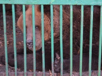 В саратовском горпарке медведица Мася окончательно проснулась и вылезла из «берлоги»