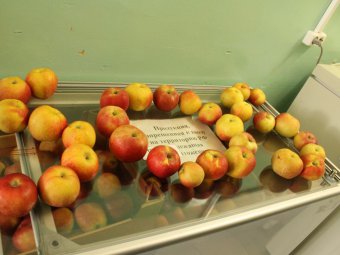 На саратовском рынке изъяли 10 тонн яблок из Польши