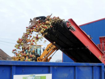 На мусорном полигоне под Энгельсом уничтожили более пяти тонн польских яблок. Фото