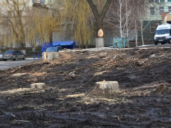В зеленой зоне на стадионе «Локомотив» спилили более десятка деревьев. Фото