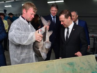 Дмитрия Медведева удивил радаевский осетр