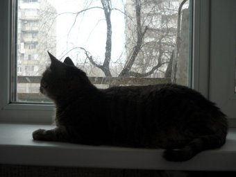 В Саратове сохранится прохладная погода без осадков
