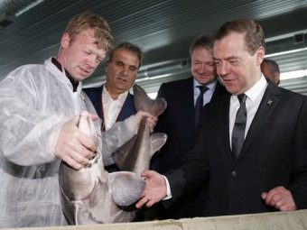 Удививший премьер-министра осетр оказался не саратовским