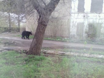 В соседней области полицейские поймали сбежавшего из цирка медведя