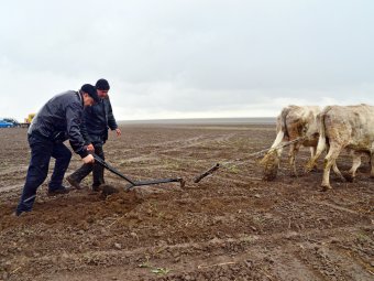 На сайте правительства области опубликовали фото пашущего и пилящего губернатора