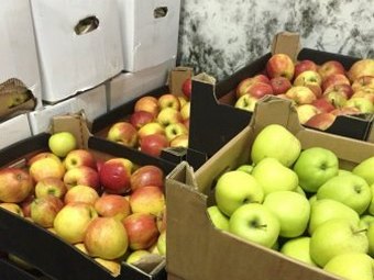 В Саратове сожгли 32 килограмма санкционных томатов и яблок
