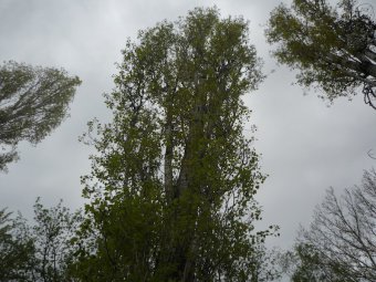 В регионе сохранится прохладная облачная погода
