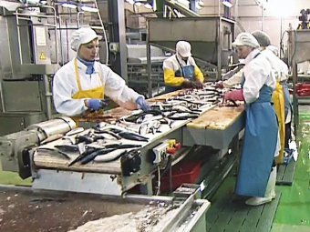 Прокуроры перестали проверять рыбокомбинат на острове Шикотан после жалоб работников Владимиру Путину