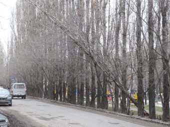 Мэрия снова предупреждает жителей об угрозе падения деревьев из-за грозы и ветра